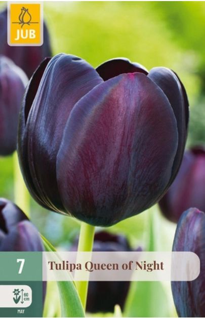 X 7 TULIPA QUEEN OF NIGHT 11/12