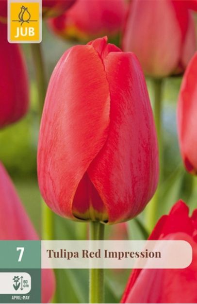 X 7 TULIPA RED IMPRESSION 11/12