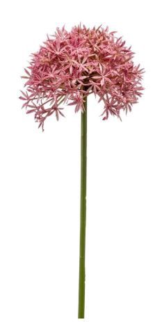 Allium spray pink 62cm