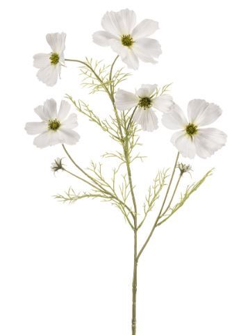 Cosmos spray white 75cm