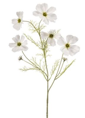 Cosmos spray white 75cm