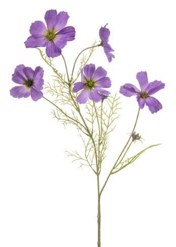 Cosmos spray purple 75cm