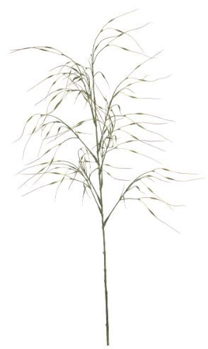 Stipa spray green 110cm