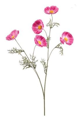 Cosmos spray pink 70cm