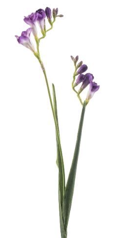 Freesia spray purple 80cm