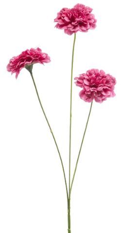 Dianthus spray fuchsia 50cm