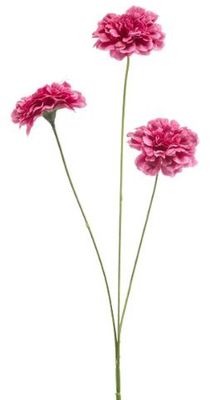 Dianthus spray fuchsia 50cm
