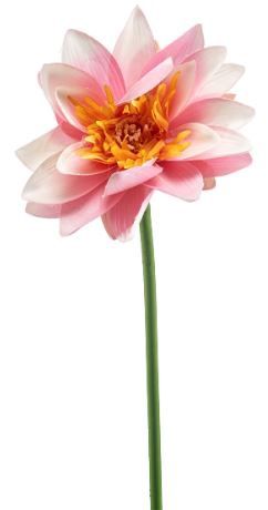 Lotus spray pink 80cm