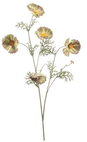 Cosmos spray green 70cm