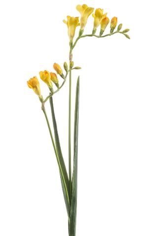 Freesia spray yellow 80cm