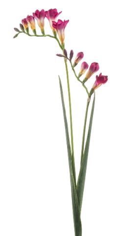 Freesia spray beauty 80cm