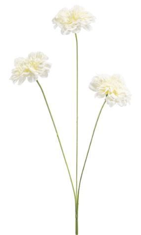 Dianthus spray cream 50cm