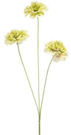 Dianthus spray green 50cm