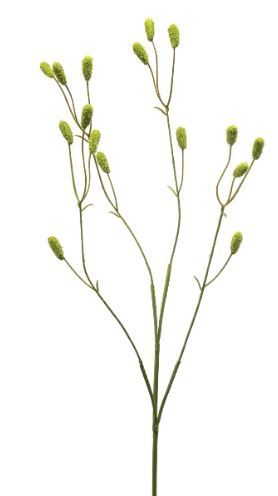 Sanguisorba spray green 78cm
