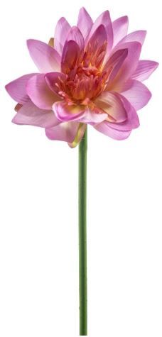 Lotus spray purple 80cm