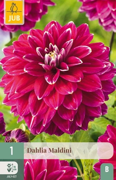X 1 DAHLIA MALDINI I