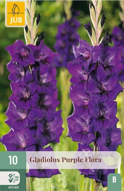 X 10 GLADIOLUS PURPLE FLORA 12/14