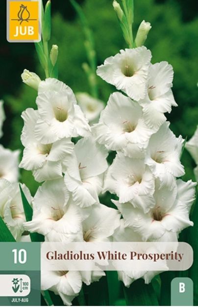 X 10 GLADIOLUS WHITE PROSPERITY 12/14
