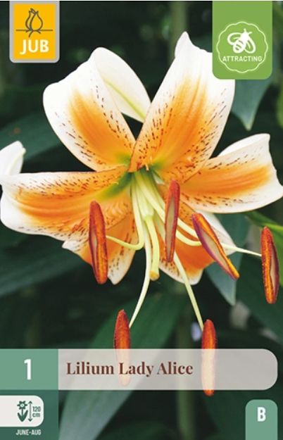 X 1 LILIUM LADY ALICE 16/18