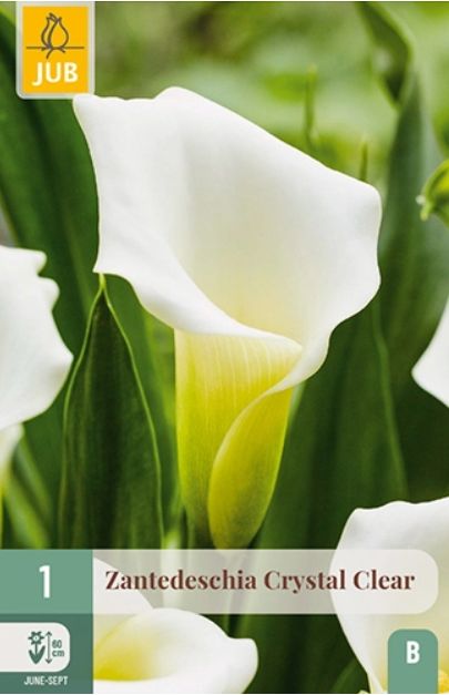 X   1 ZANTEDESCHIA CRYSTAL CLEAR 14/16