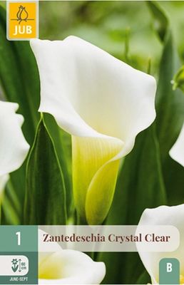 X   1 ZANTEDESCHIA CRYSTAL CLEAR 14/16