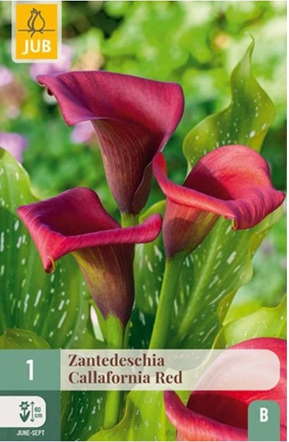 X   1 ZANTEDESCHIA CALLAFORNIA RED 14/16