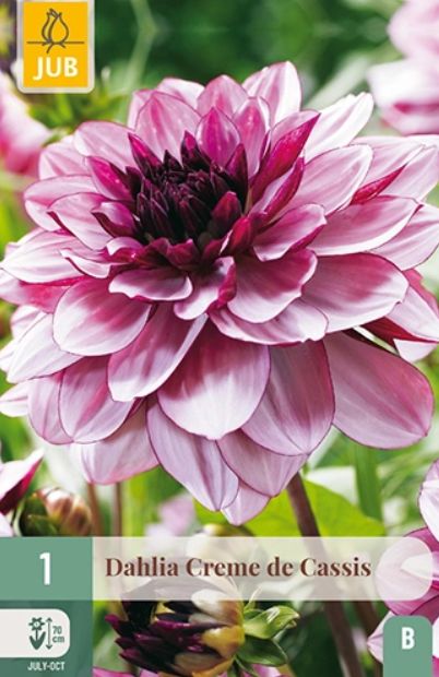 X 1 DAHLIA CREME DE CASSIS I