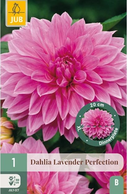 X 1 DAHLIA LAVENDER PERFECTION I