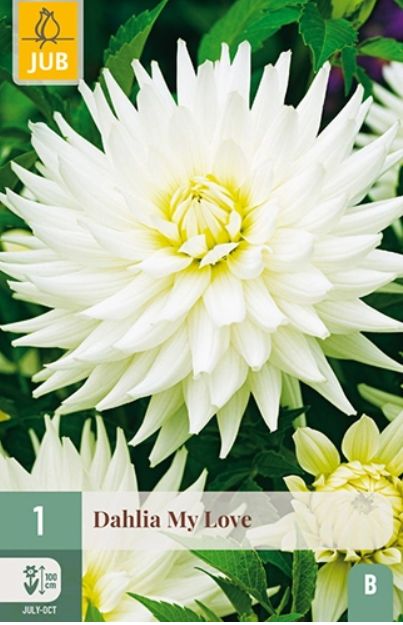 X 1 DAHLIA MY LOVE I