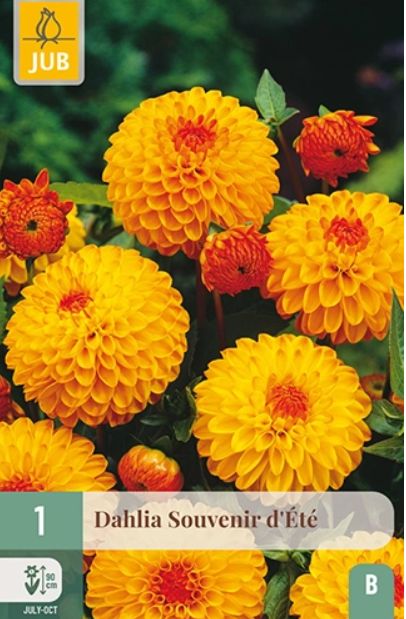 X 1 DAHLIA SOUVENIR DETE I