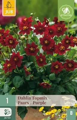X 1 DAHLIA TOPMIX PAARS I