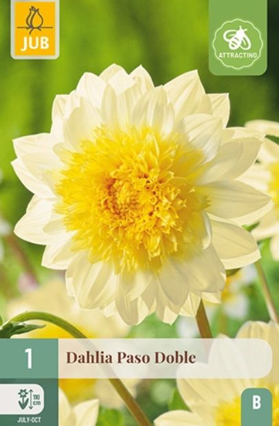 X 1 DAHLIA PASO DOBLE I