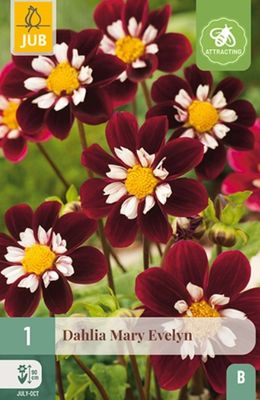 X 1 DAHLIA MARY EVELYN I