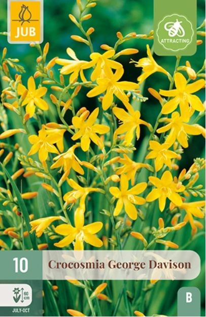 X 10 CROCOSMIA GEORGE DAVISON 8/+