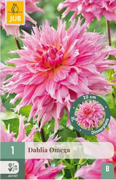 X 1 DAHLIA OMEGA I