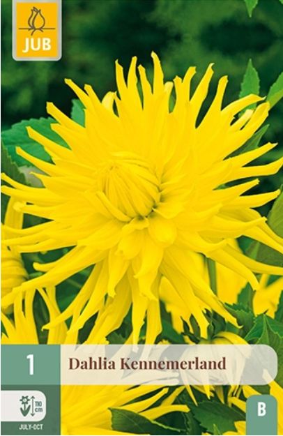 X 1 DAHLIA KENNEMERLAND I