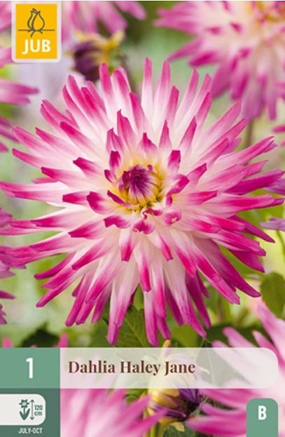 X 1 DAHLIA HAYLEY JANE I