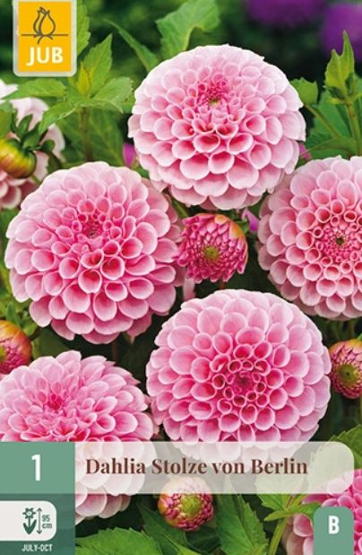 X 1 DAHLIA STOLZE VON BERLIN I