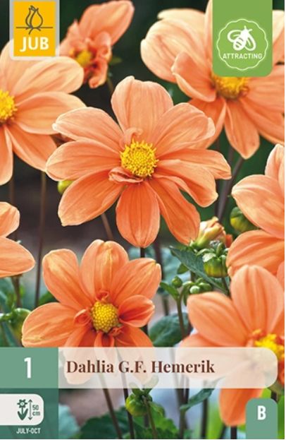 X 1 DAHLIA G.F. HEMERIK I