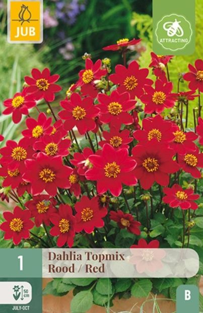 X 1 DAHLIA TOPMIX ROOD I