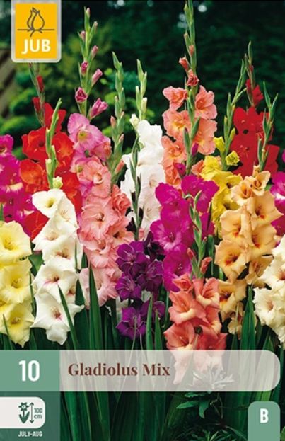 X 10 GLADIOLUS MIX 12/14