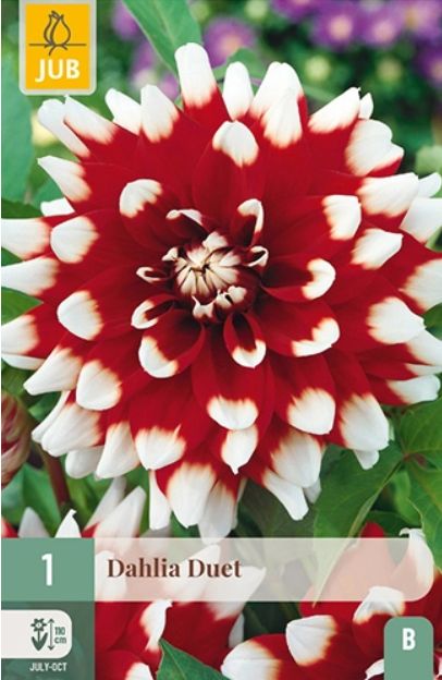 X 1 DAHLIA DUET I