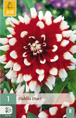 X 1 DAHLIA DUET I