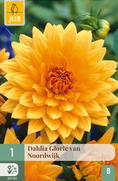 X 1 DAHLIA GLORY OF NOORDWIJK I