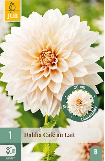 X 1 DAHLIA CAFE AU LAIT I