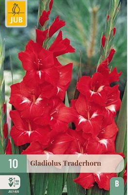 X 10 GLADIOLUS TRADERHORN 12/14