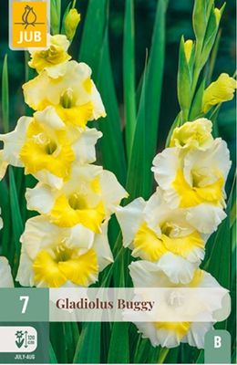 X   7 GLADIOLUS BUGGY 12/14
