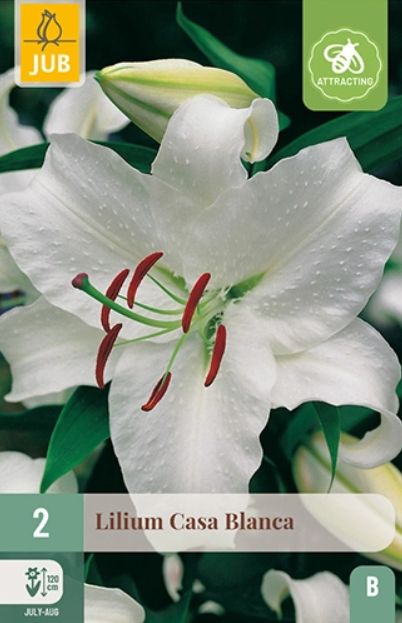 X 2 LILIUM CASA BLANCA 14/16