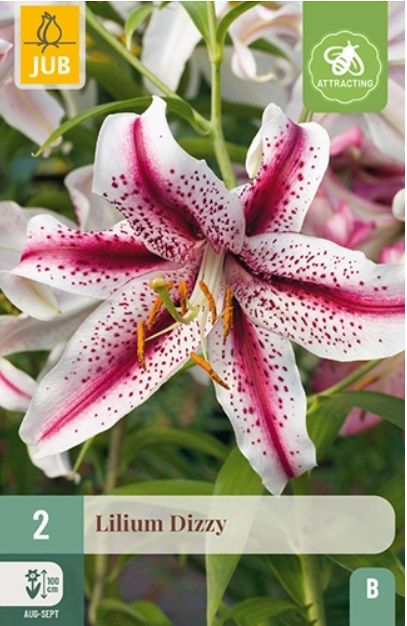 X 2 LILIUM DIZZY 14/16