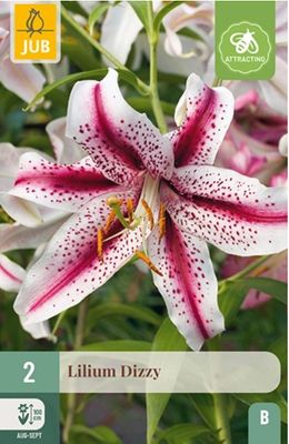X 2 LILIUM DIZZY 14/16